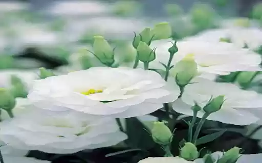 Auspicious flowers wallpapers from Chrome web store to be run with OffiDocs Chromium online Auspicious flowers wallpapers from Chrome web store to be run with OffiDocs Chromium online