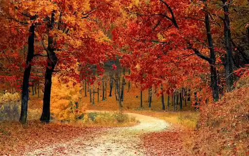 Autumn Forest Path from Chrome web store to be run with OffiDocs Chromium online Autumn Forest Path from Chrome web store to be run with OffiDocs Chromium online