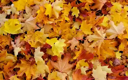 Autumn Leaves Pile from Chrome web store to be run with OffiDocs Chromium online Autumn Leaves Pile from Chrome web store to be run with OffiDocs Chromium online