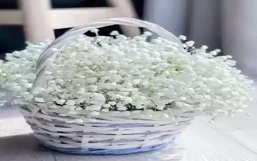 Babys Breath flower basket wallpaper from Chrome web store to be run with OffiDocs Chromium online Babys Breath flower basket wallpaper from Chrome web store to be run with OffiDocs Chromium online