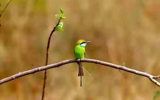 Banana Hat Green Bird from Chrome web store to be run with OffiDocs Chromium online Banana Hat Green Bird from Chrome web store to be run with OffiDocs Chromium online