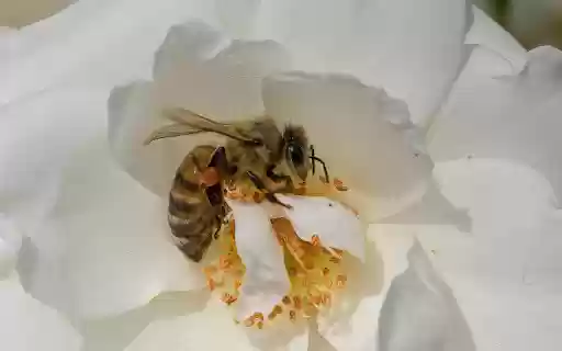 Bees get nectar from Chrome web store to be run with OffiDocs Chromium online Bees get nectar from Chrome web store to be run with OffiDocs Chromium online