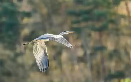 Big winged bird flies from Chrome web store to be run with OffiDocs Chromium online Big winged bird flies from Chrome web store to be run with OffiDocs Chromium online