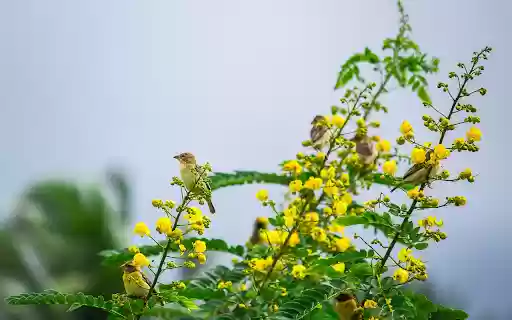 birds on the flower branch from Chrome web store to be run with OffiDocs Chromium online birds on the flower branch from Chrome web store to be run with OffiDocs Chromium online