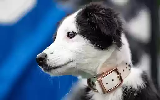 Black and White Dog from Chrome web store to be run with OffiDocs Chromium online Black and White Dog from Chrome web store to be run with OffiDocs Chromium online