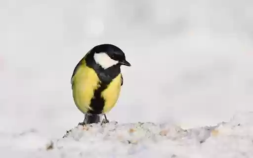 BLACK AND YELLOW BIRD Theme from Chrome web store to be run with OffiDocs Chromium online BLACK AND YELLOW BIRD Theme from Chrome web store to be run with OffiDocs Chromium online