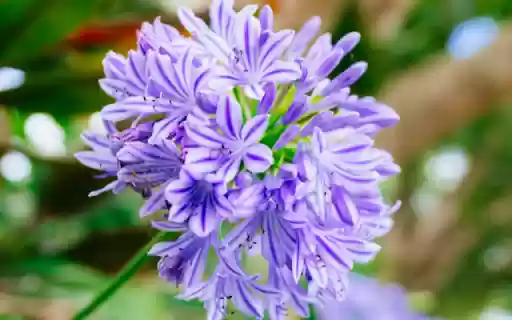 Blooming Small Purple Flower from Chrome web store to be run with OffiDocs Chromium online Blooming Small Purple Flower from Chrome web store to be run with OffiDocs Chromium online