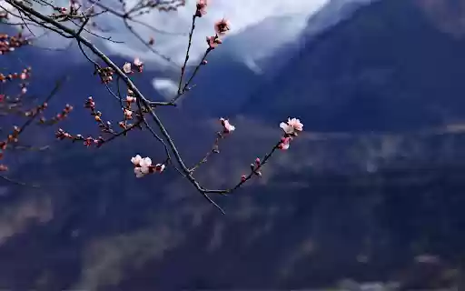 Blossoms in the Mountains from Chrome web store to be run with OffiDocs Chromium online Blossoms in the Mountains from Chrome web store to be run with OffiDocs Chromium online