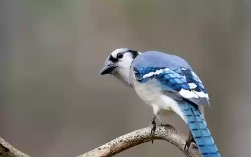 BLUEJAY Theme from Chrome web store to be run with OffiDocs Chromium online BLUEJAY Theme from Chrome web store to be run with OffiDocs Chromium online