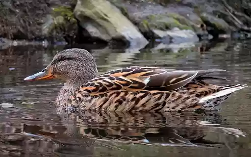 Brown Duck from Chrome web store to be run with OffiDocs Chromium online Brown Duck from Chrome web store to be run with OffiDocs Chromium online