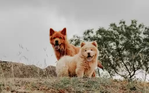 Brown Furry Dogs with Tongues Out from Chrome web store to be run with OffiDocs Chromium online Brown Furry Dogs with Tongues Out from Chrome web store to be run with OffiDocs Chromium online