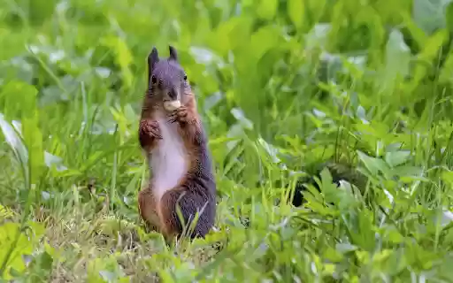 Brown squirrel eats nuts from Chrome web store to be run with OffiDocs Chromium online Brown squirrel eats nuts from Chrome web store to be run with OffiDocs Chromium online