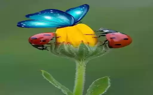 Butterfly, orange beetle and flower bud wallpapers from Chrome web store to be run with OffiDocs Chromium online Butterfly, orange beetle and flower bud wallpapers from Chrome web store to be run with OffiDocs Chromium online