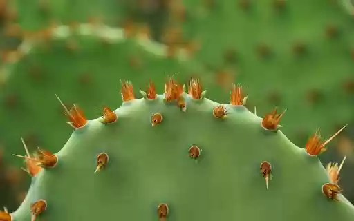 Cactus Thorns from Chrome web store to be run with OffiDocs Chromium online Cactus Thorns from Chrome web store to be run with OffiDocs Chromium online