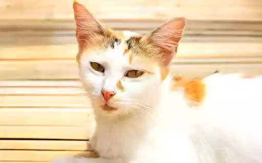 Calico cat basking in the sun from Chrome web store to be run with OffiDocs Chromium online Calico cat basking in the sun from Chrome web store to be run with OffiDocs Chromium online