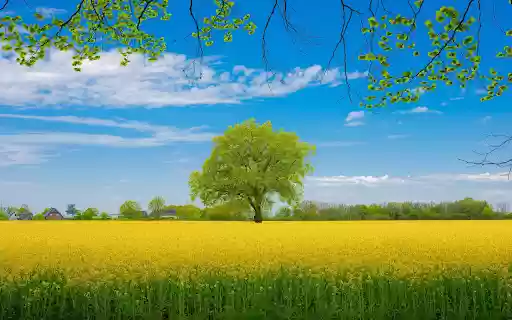 Canola flower field from Chrome web store to be run with OffiDocs Chromium online Canola flower field from Chrome web store to be run with OffiDocs Chromium online