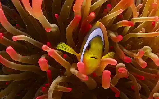 Charming clownfish from Chrome web store to be run with OffiDocs Chromium online Charming clownfish from Chrome web store to be run with OffiDocs Chromium online