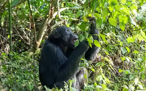 Chimpanzee and the Tree from Chrome web store to be run with OffiDocs Chromium online Chimpanzee and the Tree from Chrome web store to be run with OffiDocs Chromium online