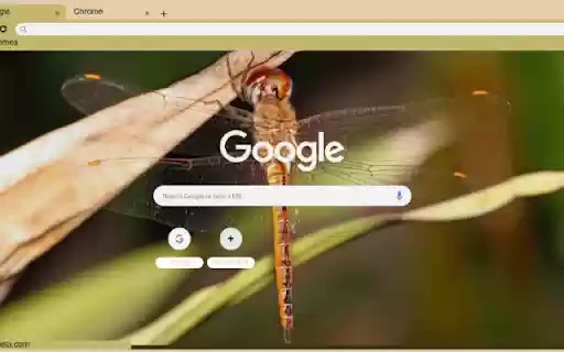 Chuon Vang from Chrome web store to be run with OffiDocs Chromium online Chuon Vang from Chrome web store to be run with OffiDocs Chromium online