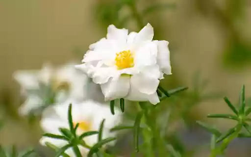 Clock flower from Chrome web store to be run with OffiDocs Chromium online Clock flower from Chrome web store to be run with OffiDocs Chromium online