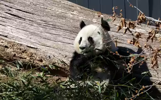 Cute Panda from Chrome web store to be run with OffiDocs Chromium online Cute Panda from Chrome web store to be run with OffiDocs Chromium online