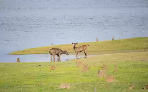 Deer by the lake from Chrome web store to be run with OffiDocs Chromium online Deer by the lake from Chrome web store to be run with OffiDocs Chromium online