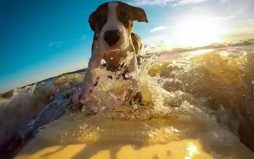 Dog playing in the waves from Chrome web store to be run with OffiDocs Chromium online Dog playing in the waves from Chrome web store to be run with OffiDocs Chromium online