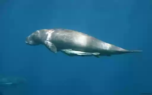 dugong wallpaper from Chrome web store to be run with OffiDocs Chromium online dugong wallpaper from Chrome web store to be run with OffiDocs Chromium online