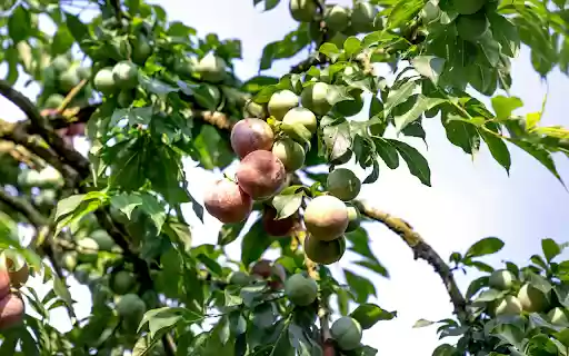 Early Season Plums from Chrome web store to be run with OffiDocs Chromium online Early Season Plums from Chrome web store to be run with OffiDocs Chromium online