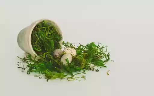 Eggs and moss from Chrome web store to be run with OffiDocs Chromium online Eggs and moss from Chrome web store to be run with OffiDocs Chromium online
