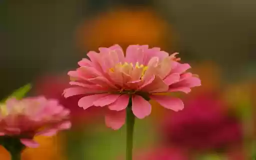 Flowers bloom in spring from Chrome web store to be run with OffiDocs Chromium online Flowers bloom in spring from Chrome web store to be run with OffiDocs Chromium online