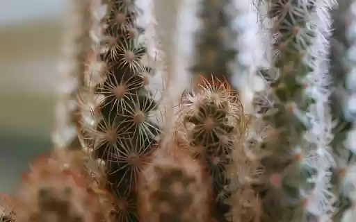 Flower shaped cactus girls from Chrome web store to be run with OffiDocs Chromium online Flower shaped cactus girls from Chrome web store to be run with OffiDocs Chromium online