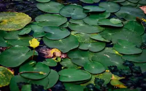 Flowers in the leaves from Chrome web store to be run with OffiDocs Chromium online Flowers in the leaves from Chrome web store to be run with OffiDocs Chromium online