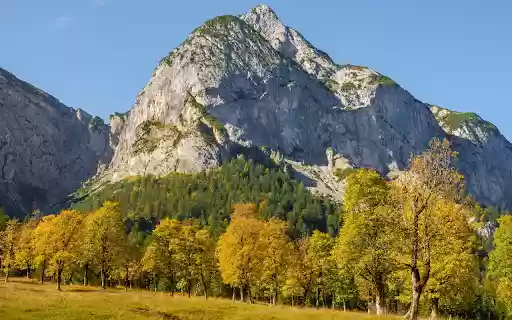 Forest of yellow leaves from Chrome web store to be run with OffiDocs Chromium online Forest of yellow leaves from Chrome web store to be run with OffiDocs Chromium online