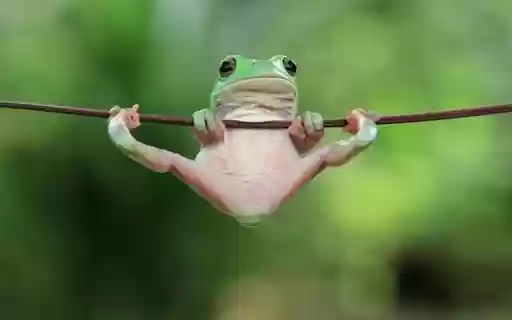frog swing wallpaper from Chrome web store to be run with OffiDocs Chromium online frog swing wallpaper from Chrome web store to be run with OffiDocs Chromium online