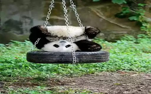 Funny panda wallpapers from Chrome web store to be run with OffiDocs Chromium online Funny panda wallpapers from Chrome web store to be run with OffiDocs Chromium online