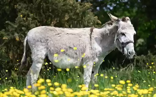 Gray and White Donkey from Chrome web store to be run with OffiDocs Chromium online Gray and White Donkey from Chrome web store to be run with OffiDocs Chromium online