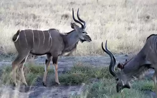 Gray antelope from Chrome web store to be run with OffiDocs Chromium online Gray antelope from Chrome web store to be run with OffiDocs Chromium online