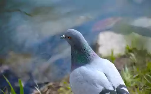 Gray Dove from Chrome web store to be run with OffiDocs Chromium online Gray Dove from Chrome web store to be run with OffiDocs Chromium online