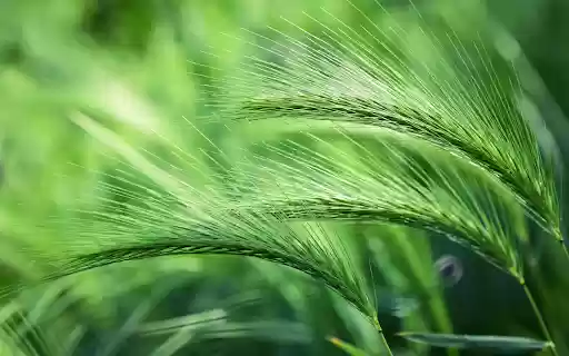 Green barley from Chrome web store to be run with OffiDocs Chromium online Green barley from Chrome web store to be run with OffiDocs Chromium online