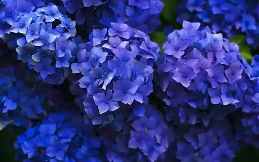 Green flower tree from Chrome web store to be run with OffiDocs Chromium online Green flower tree from Chrome web store to be run with OffiDocs Chromium online