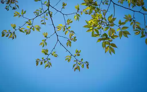 Green Tree Branches from Chrome web store to be run with OffiDocs Chromium online Green Tree Branches from Chrome web store to be run with OffiDocs Chromium online
