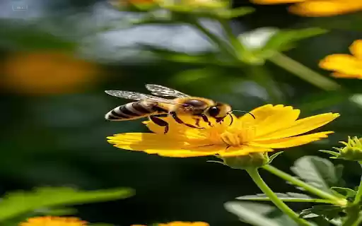 Honey bee wallpaper from Chrome web store to be run with OffiDocs Chromium online Honey bee wallpaper from Chrome web store to be run with OffiDocs Chromium online