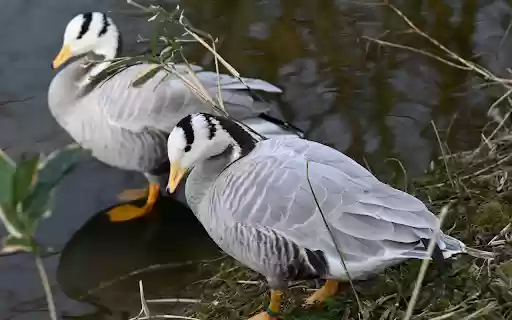 hybrid geese from Chrome web store to be run with OffiDocs Chromium online hybrid geese from Chrome web store to be run with OffiDocs Chromium online