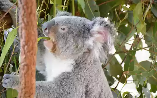 Koala Eating Young Leaves from Chrome web store to be run with OffiDocs Chromium online Koala Eating Young Leaves from Chrome web store to be run with OffiDocs Chromium online