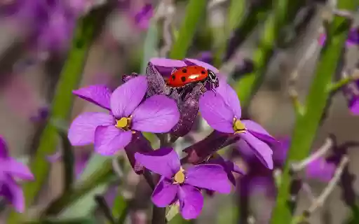 Ladybug on purple flower from Chrome web store to be run with OffiDocs Chromium online Ladybug on purple flower from Chrome web store to be run with OffiDocs Chromium online
