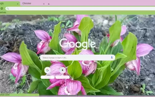 Lady’s Slipper Orchid from Chrome web store to be run with OffiDocs Chromium online Lady’s Slipper Orchid from Chrome web store to be run with OffiDocs Chromium online