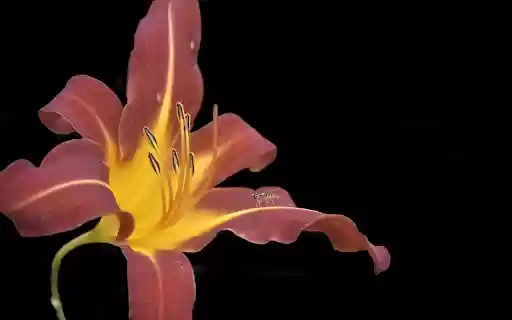 Long petal flowers from Chrome web store to be run with OffiDocs Chromium online Long petal flowers from Chrome web store to be run with OffiDocs Chromium online