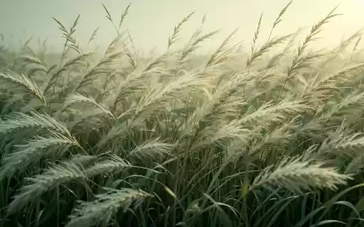 Long tall grass field from Chrome web store to be run with OffiDocs Chromium online Long tall grass field from Chrome web store to be run with OffiDocs Chromium online
