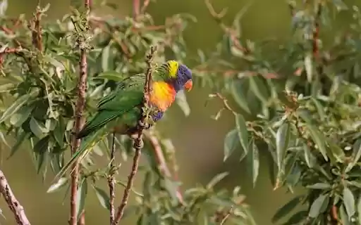 LORIKEET Theme from Chrome web store to be run with OffiDocs Chromium online LORIKEET Theme from Chrome web store to be run with OffiDocs Chromium online
